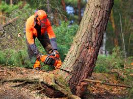 How Our Tree Care Process Works  in  Carol Stream, IL