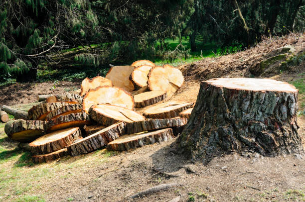 Trusted Carol Stream, IL Tree Care Experts